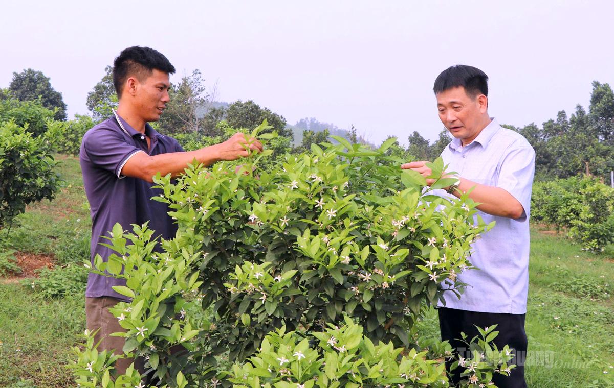 Cán bộ Trung tâm dịch vụ công xã Sơn Dương thăm các vườn chanh tại thôn Tân Thịnh.