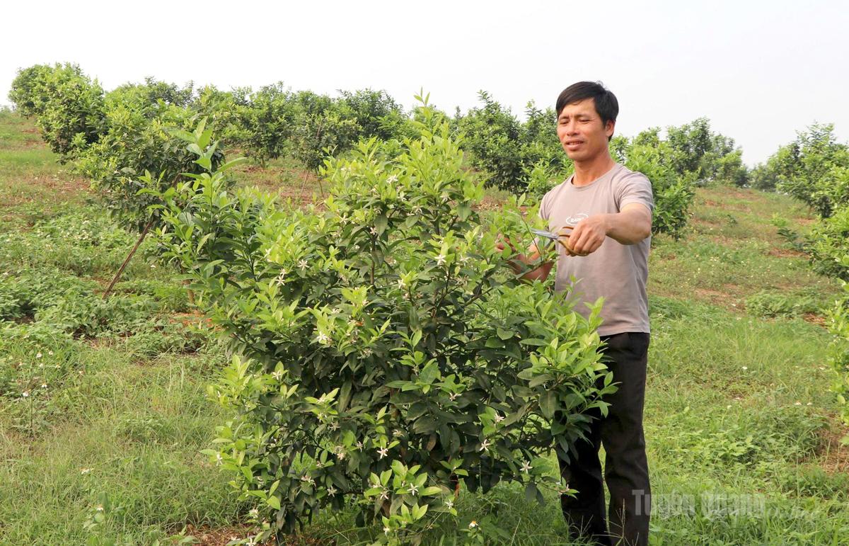 Gia đình anh Phạm Văn Tuấn là một trong những hộ đầu tiên của thôn Tân Thịnh, xã Sơn Dương chuyển đổi sang trồng chanh tứ thì.