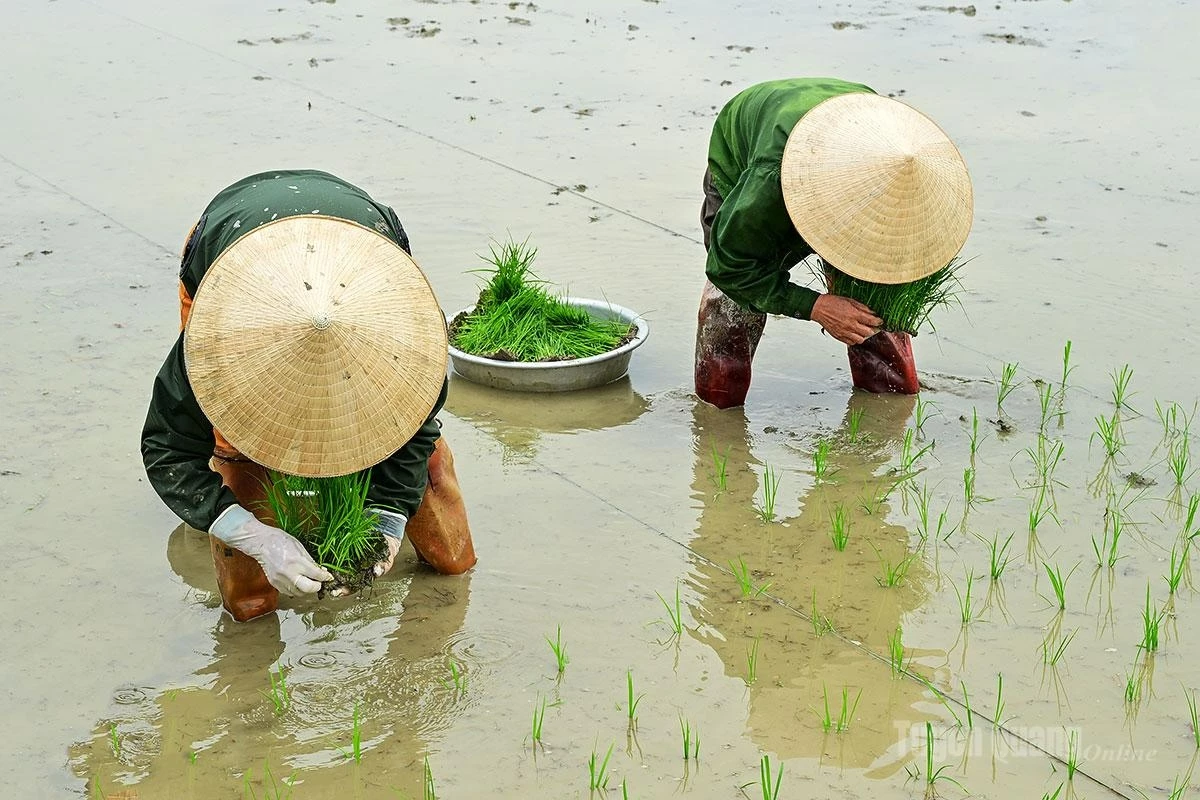 Some workers earn additional income by providing rice-transplanting services for around VND 250,000 per day.
