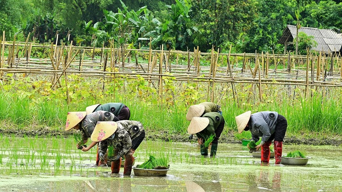 During the intense summer heat, many women wear cooling jackets to help regulate body temperature and work more comfortably in the fields.