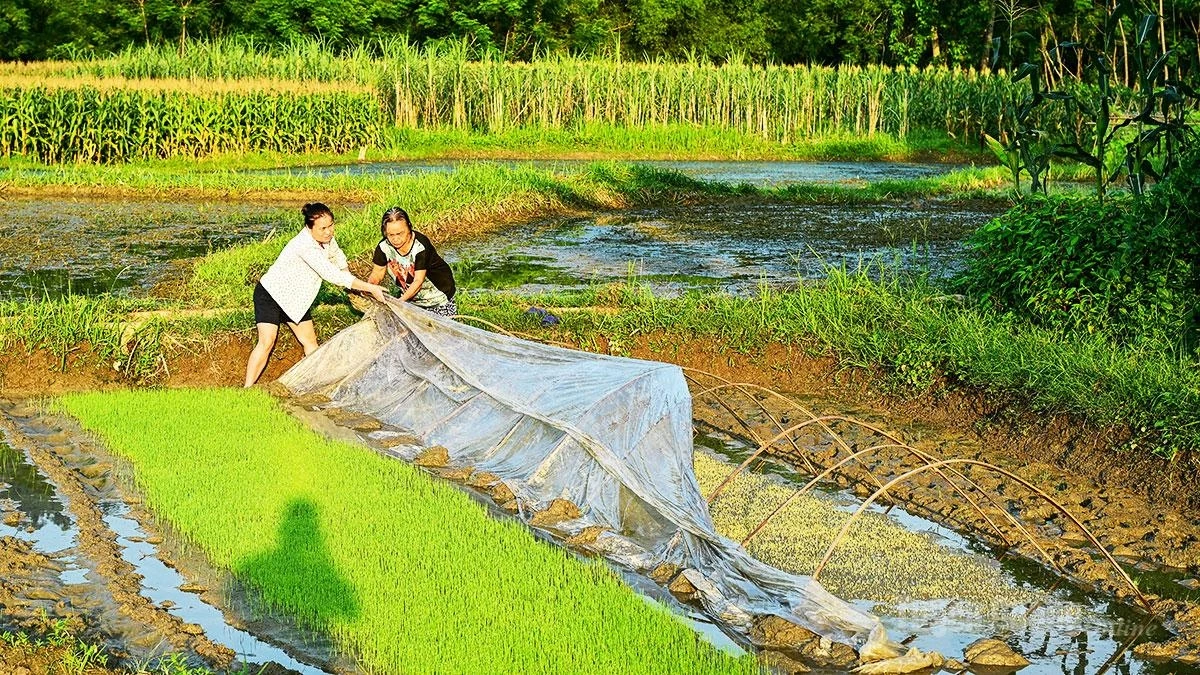 After completing the spring rice harvest, farmers immediately prepare seedbeds and begin work for the summer-autumn planting season.