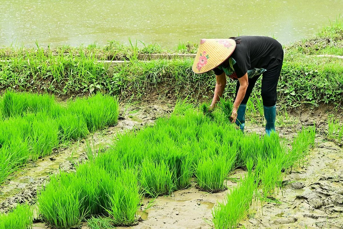 Selecting rice varieties suited to local soil conditions and seasonal requirements is crucial, as it directly affects yield and grain quality.