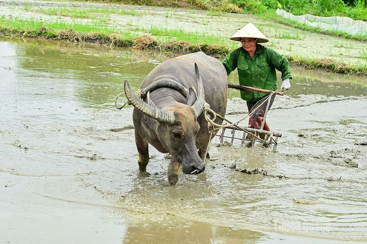 Many households continue to rely on buffaloes for plowing, particularly in small and fragmented fields.