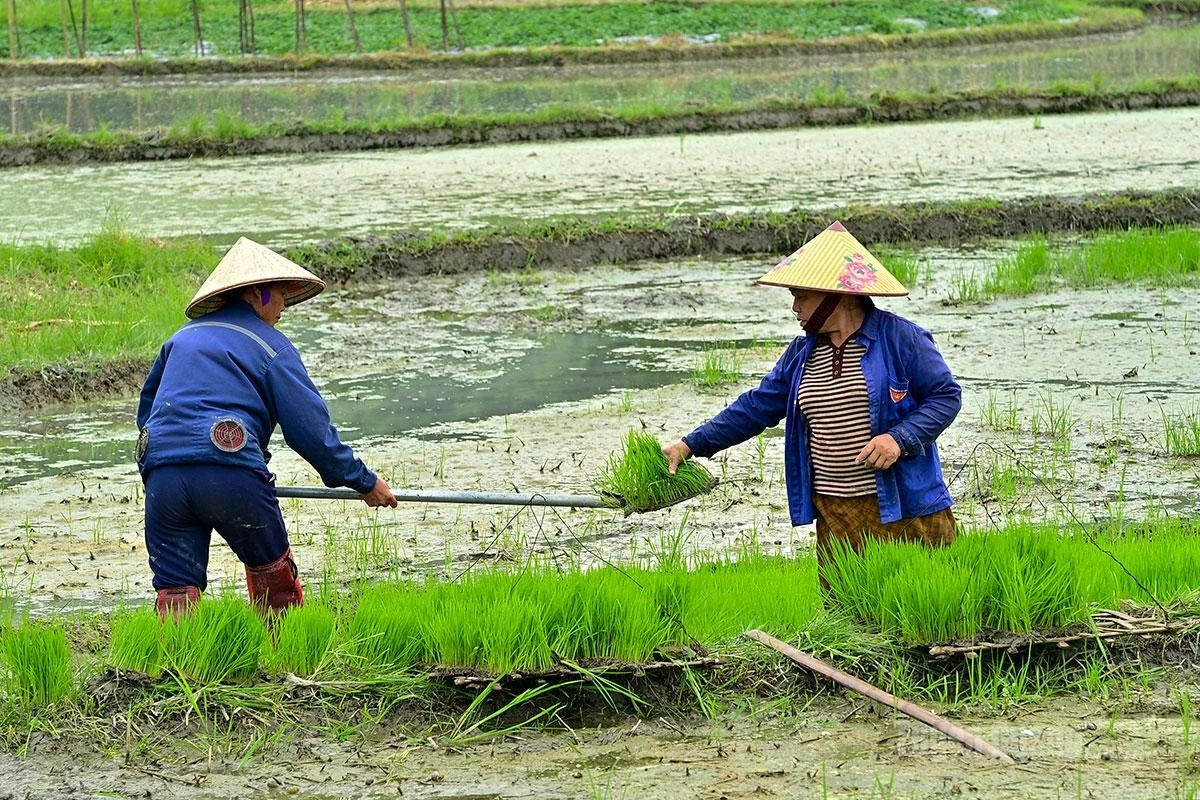 Rice seedlings are gathered and transported to the fields for transplanting.