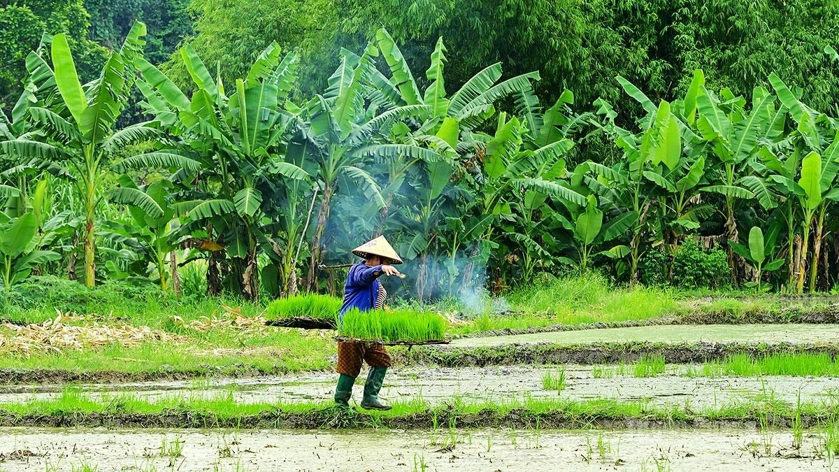 In smaller paddies, the traditional method of carrying seedlings by shoulder pole remains practical and effective.