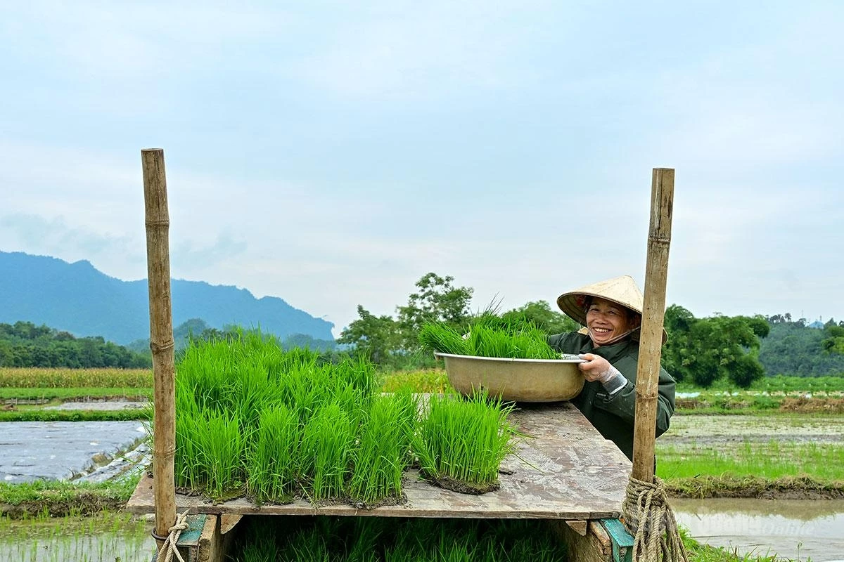 Where farm roads are accessible, farmers can transport seedlings using buffalo carts.