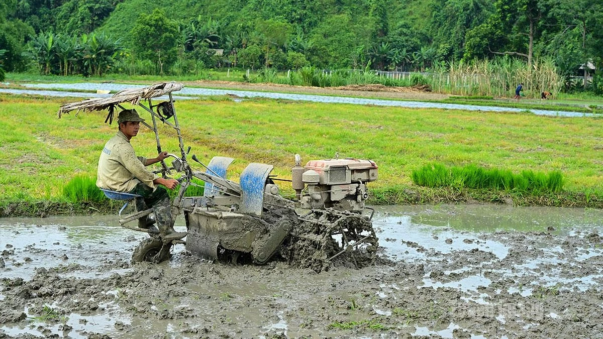 Today, tractors are used to prepare approximately 70–80 percent of the land for rice cultivation.