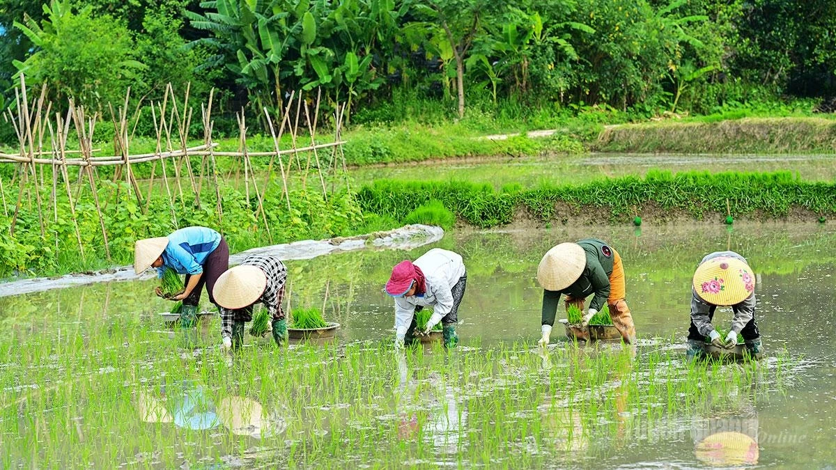 Many households continue the tradition of exchanging labor and helping one another during the transplanting season.