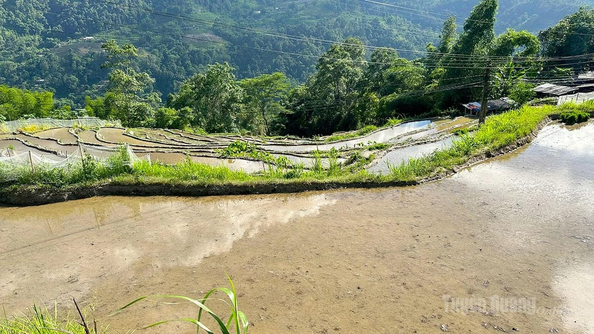 The harmony between breathtaking natural scenery and the industrious daily life of local people gives the Hoang Su Phi terraced rice fields their unique appeal.