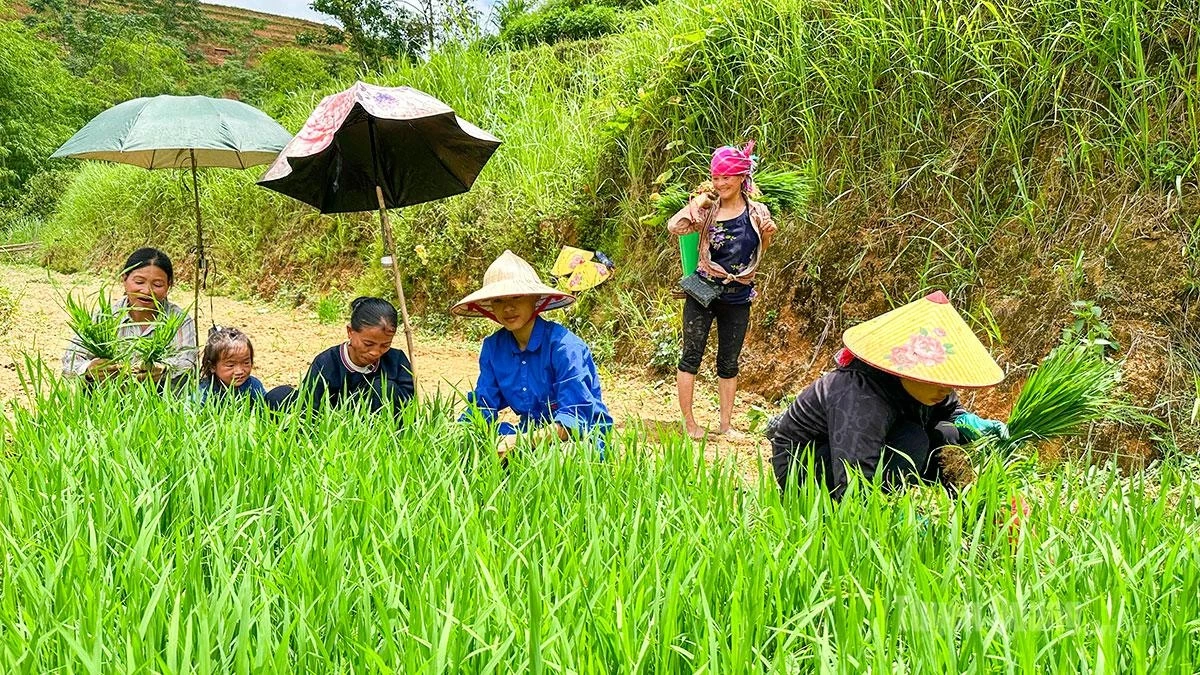 Farmers busily uproot rice seedlings in preparation for the new planting season.