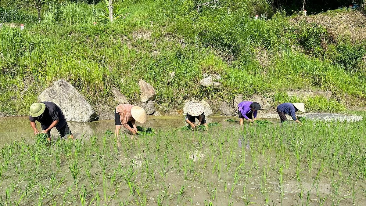 Local people transplant rice seedlings, marking the beginning of a new crop cycle on the high mountain slopes.