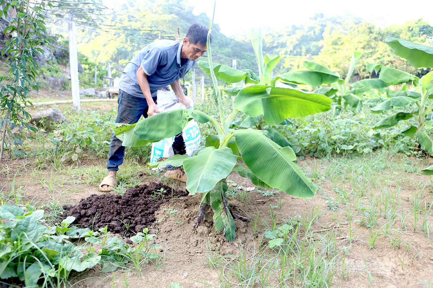 Toàn bộ phân bón cho chuối đều là phân hữu cơ.