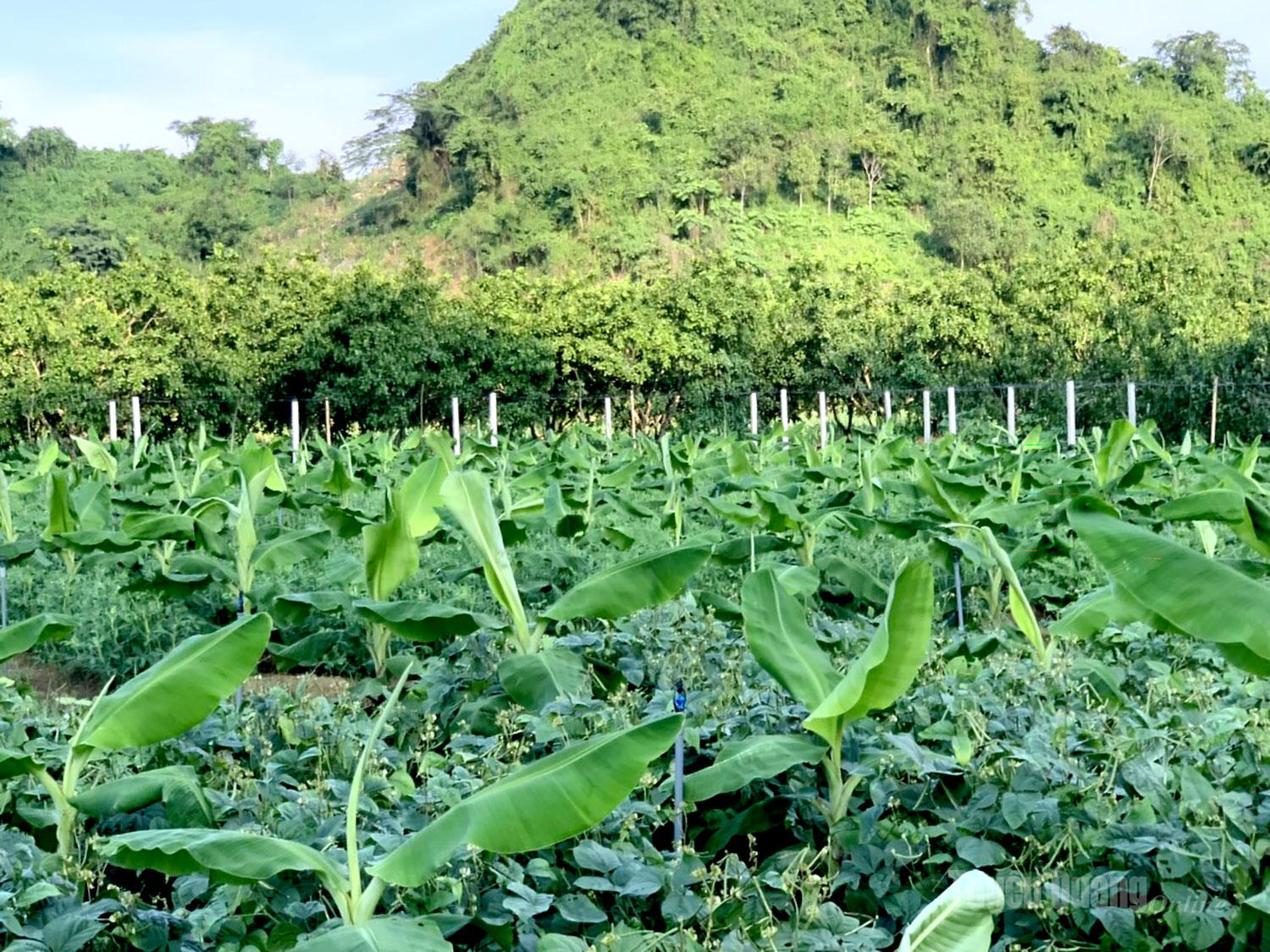 Vườn chuối tiêu hồng của anh Nguyễn Xuân Kiên nằm tại khu Đồng Cỏ, thôn Soi Tiên.
