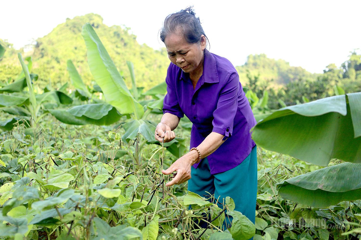 Bà Nguyễn Thị Hiếu, thôn Soi Tiên cho biết, cây đỗ là cây ngắn ngày và có lợi ích kép cùng chuối tiêu hồng.