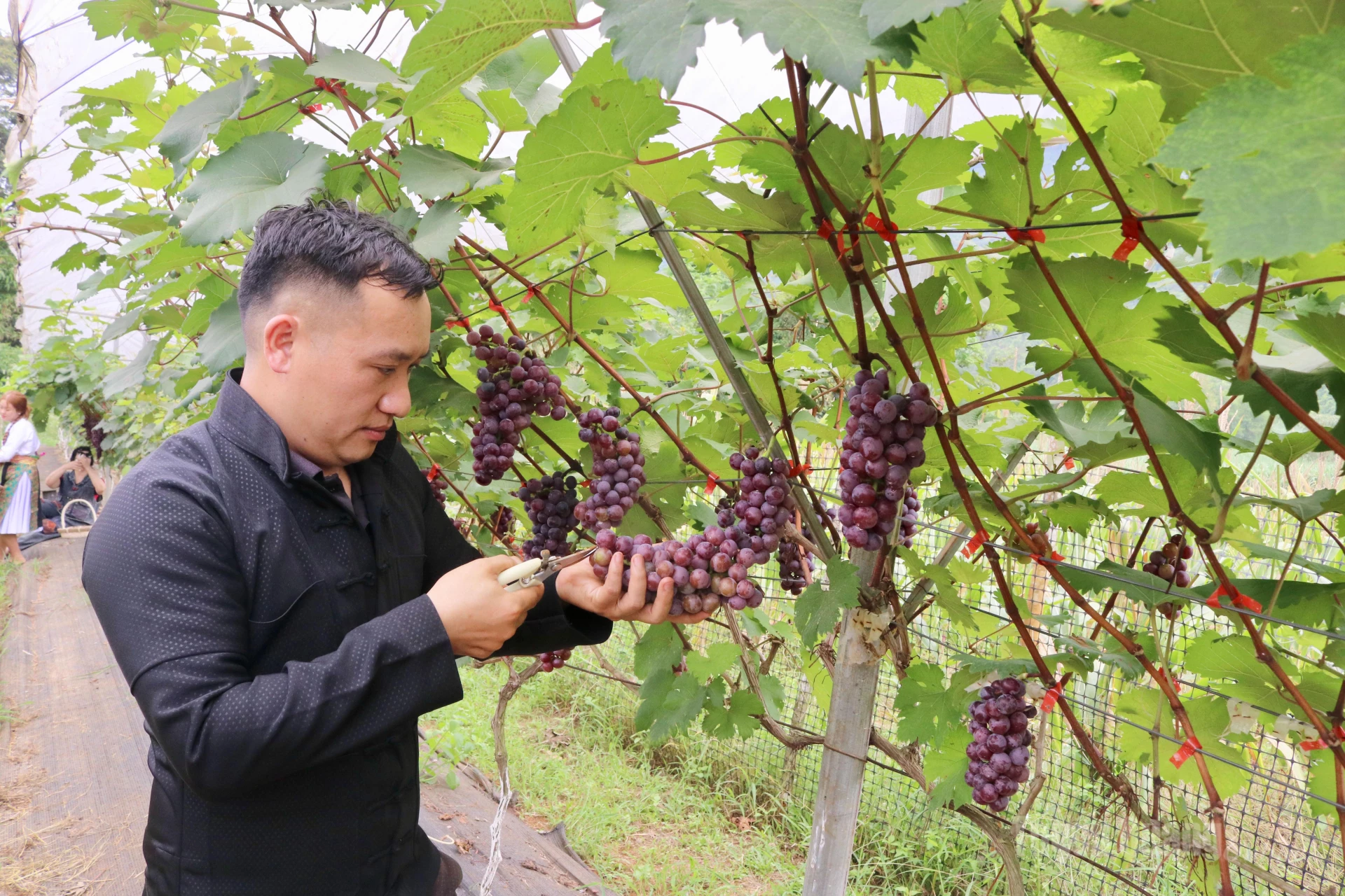 Anh Vàng Mý Sèo cho biết, vườn nho được gia đình anh xuống giống từ năm 2023; hằng ngày anh đều tỉ mỉ chăm chút từng gốc, thường xuyên tỉa cành để cây tập trung dinh dưỡng nuôi quả mọng đều.