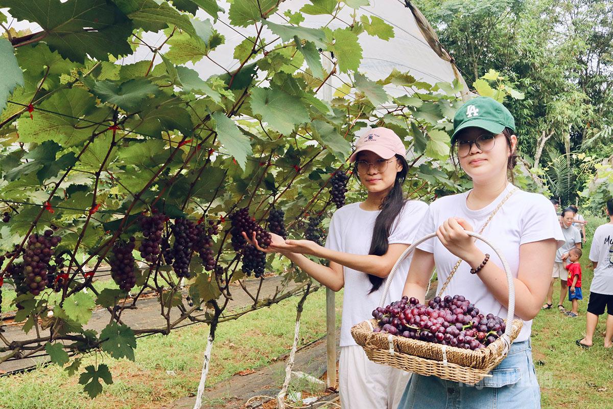 Hai bạn Nguyễn Ánh Dương và Trần Thị Bình Minh  (phường Hà Giang 1), tỉ mỉ chọn lựa, tự tay hái những chùm nho Hạ Đen chất lượng ngay tại vườn để làm quà tặng.