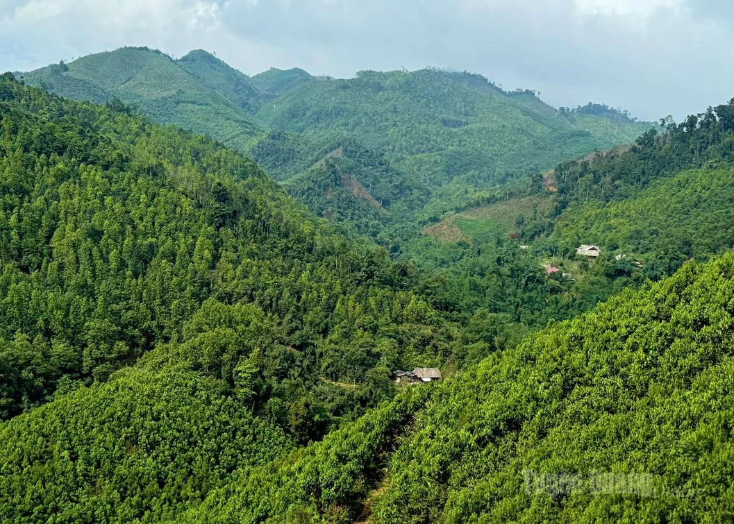Green forests in Khau Luong.