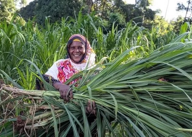 A Tanzanian dairy farmer carries freshly harvested Juncao grass in Zanzibar, Tanzania, May 12, 2026. (Photo: Xinhua)