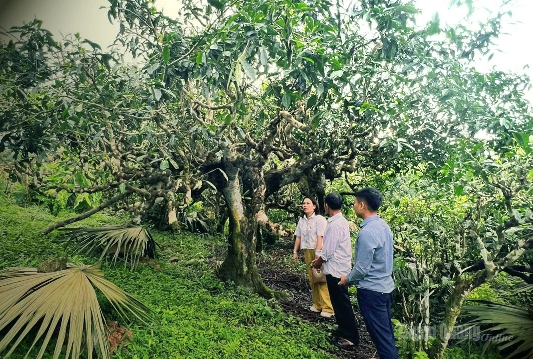 Visitors to the village can admire centuries-old Shan Tuyet tea trees.