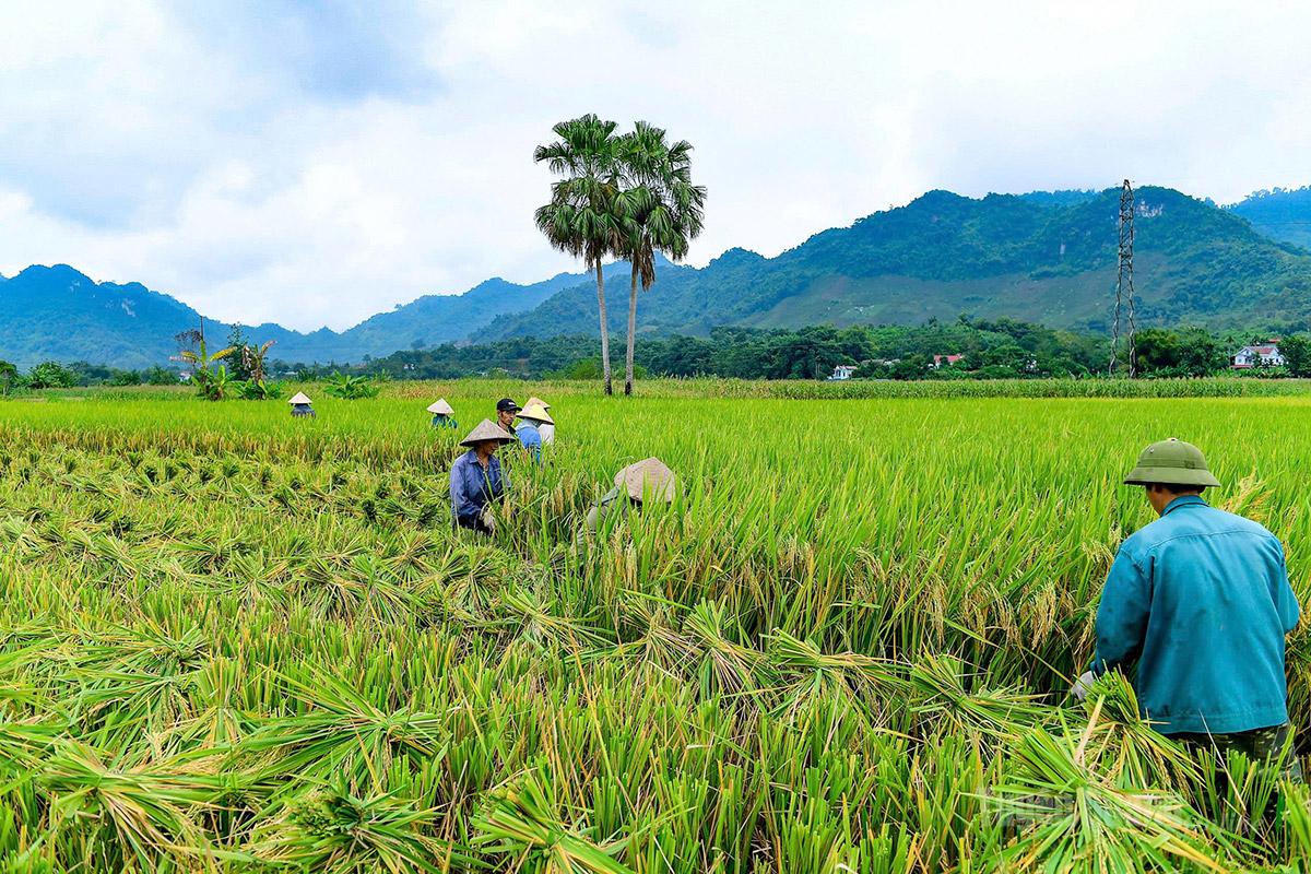 Nông dân xã Yên Nguyên 
tập trung thu hoạch lúa Xuân.