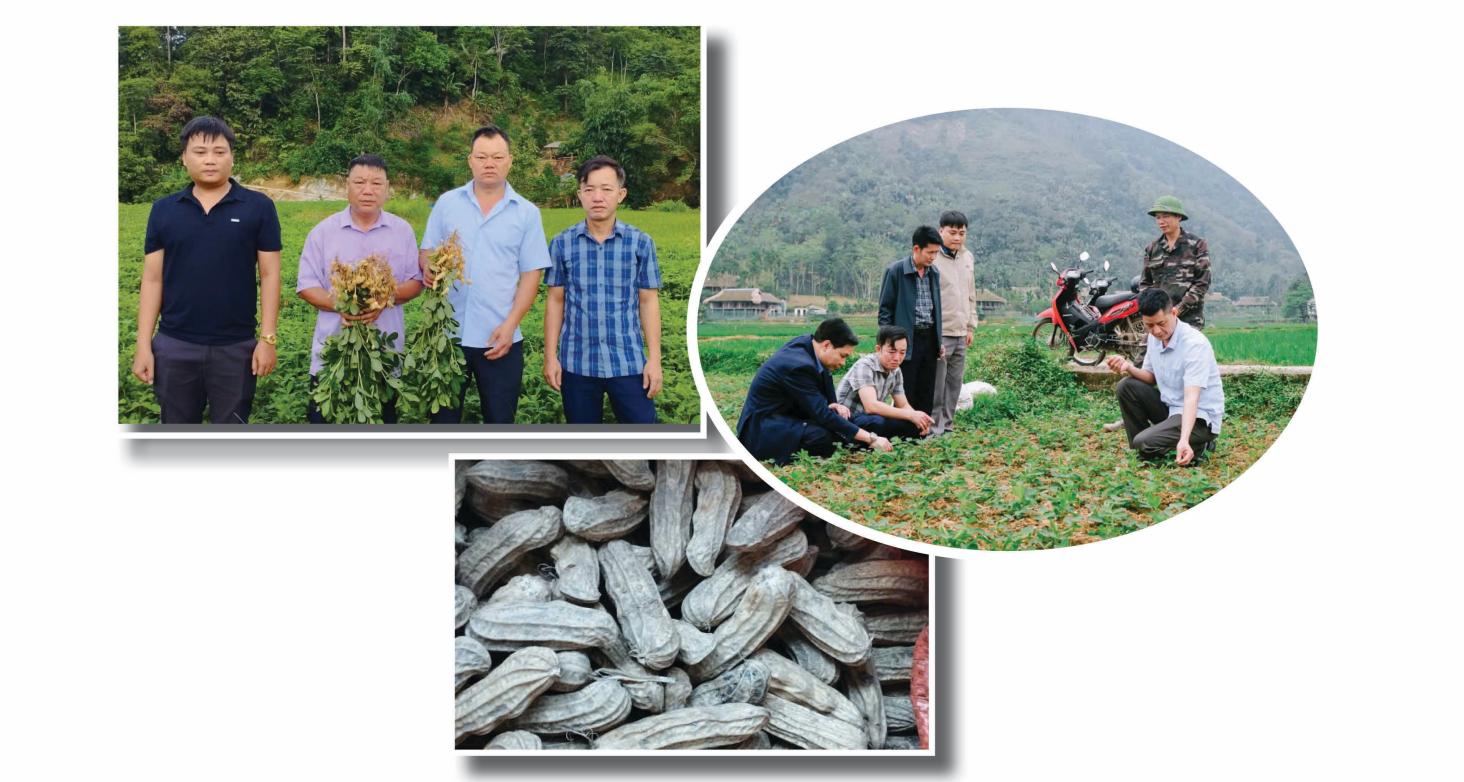 Peanuts are a short-term crop that offers higher economic returns than traditional peanut varieties.