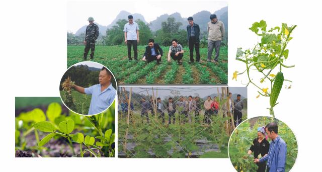Cucumber and peanut cultivation models have been introduced on Xuan Giang’s farmland.