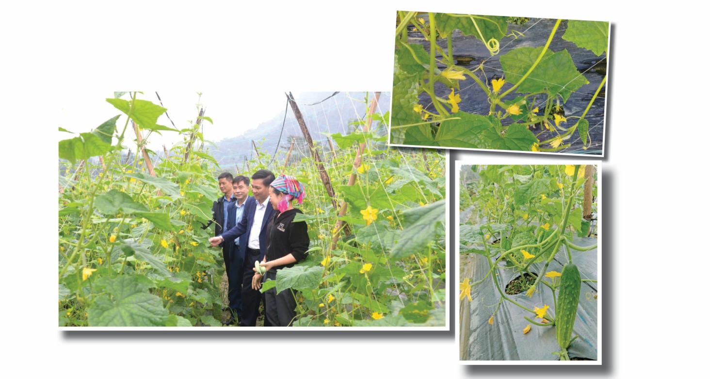 Leaders of Xuan Giang Commune visit a cucumber cultivation model in Chi Village.