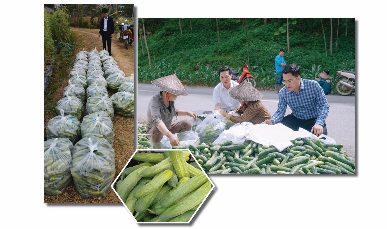 Cucumbers thrive in the local climate and soil conditions, while benefiting from stable market linkages.