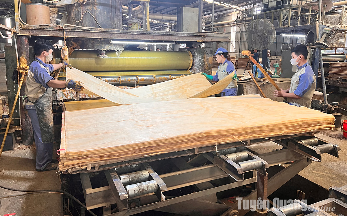 Export plywood production at Binh Vang industrial park, Vi Xuyen commune.