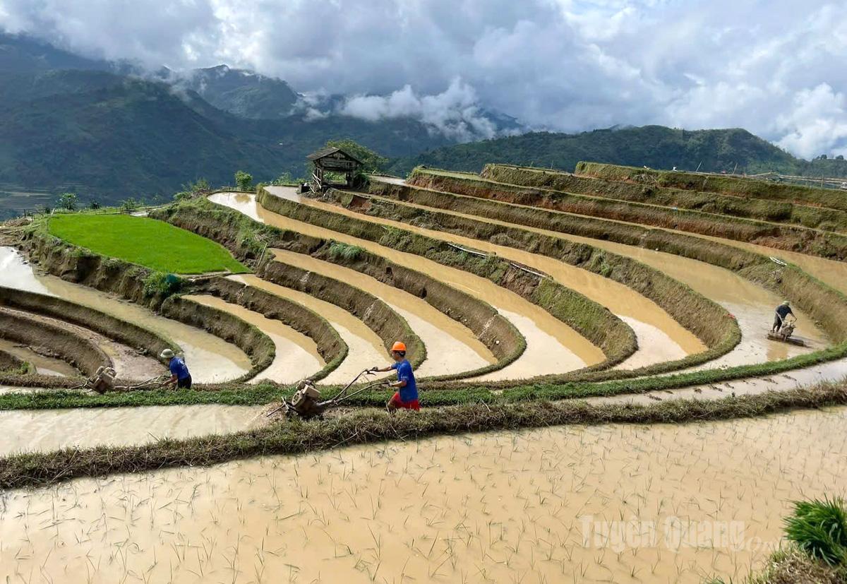 Người dân xã Thông Nguyên làm đất gieo cấy lúa mùa.
