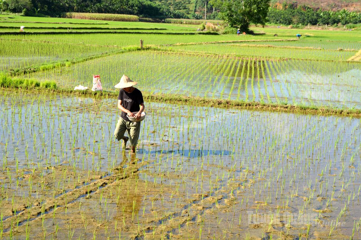 Nông dân xã Tân Long bón thúc cho lúa mùa mới cấy.
