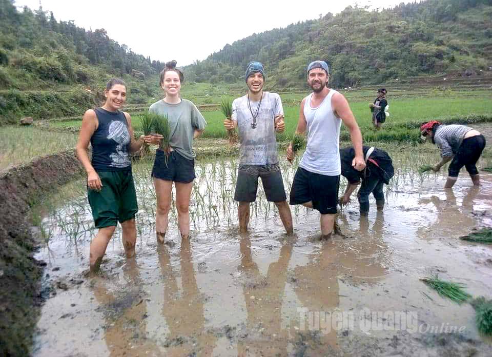 Foreign tourists experience rice planting with the people of Nam Dam village.