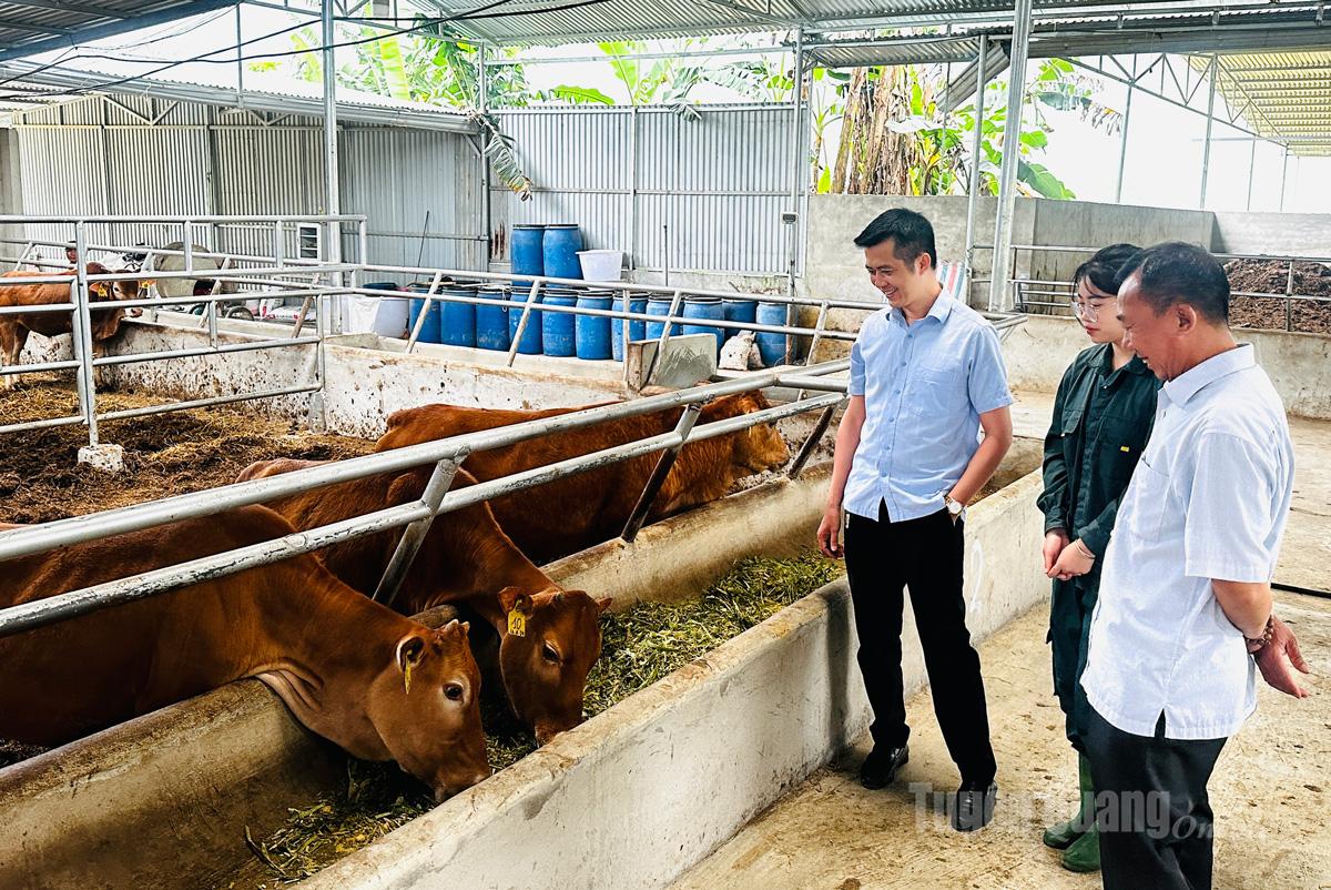 Anh Thượng Thái Cát (ngoài cùng bên trái), Giám đốc HTX Cát Lý, xã Thuận Hòa với mô hình chăn nuôi bò liên kết, góp phần giải quyết việc làm cho người dân.
