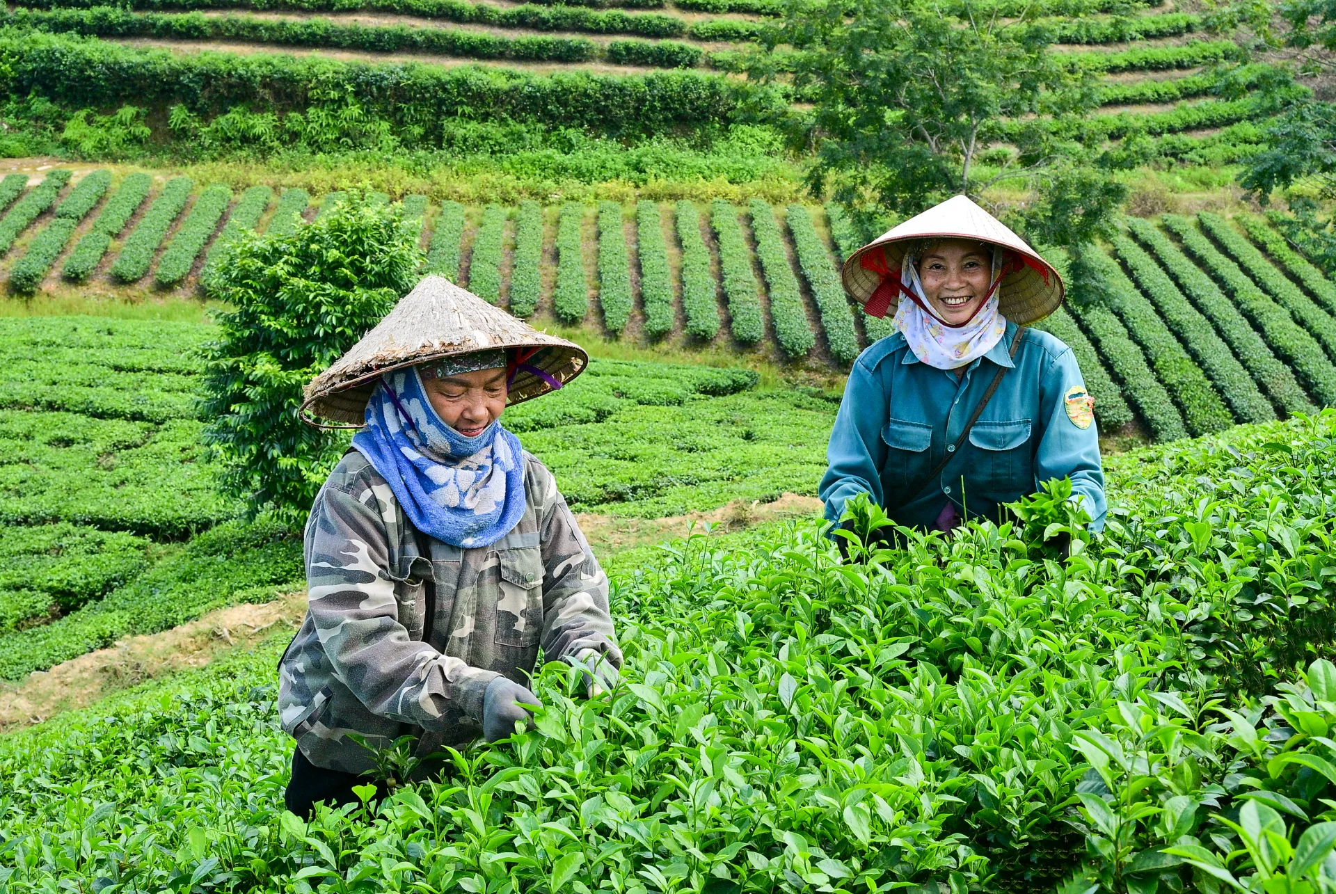 People in Vinh Tan village pick and supply fresh tea leaves to nearby processing factories.