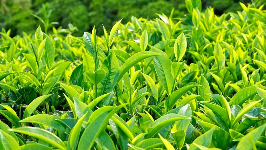 Summer marks the peak growing season, when the tea plants thrive best throughout the year.
