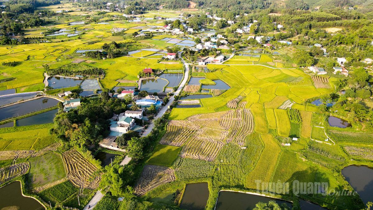 Chiều về trên cánh đồng Trung La, phường Minh Xuân (trước là xã Trung Môn, huyện Yên Sơn).  Ảnh: Quốc Việt