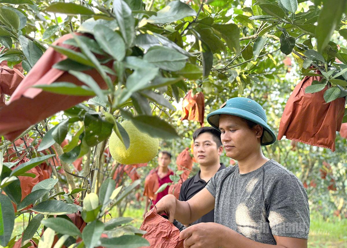 Anh Hoàng Văn Nghiệp, thôn 7, xã Lực Hành chăm sóc vườn bưởi đỏ nhung của gia đình.