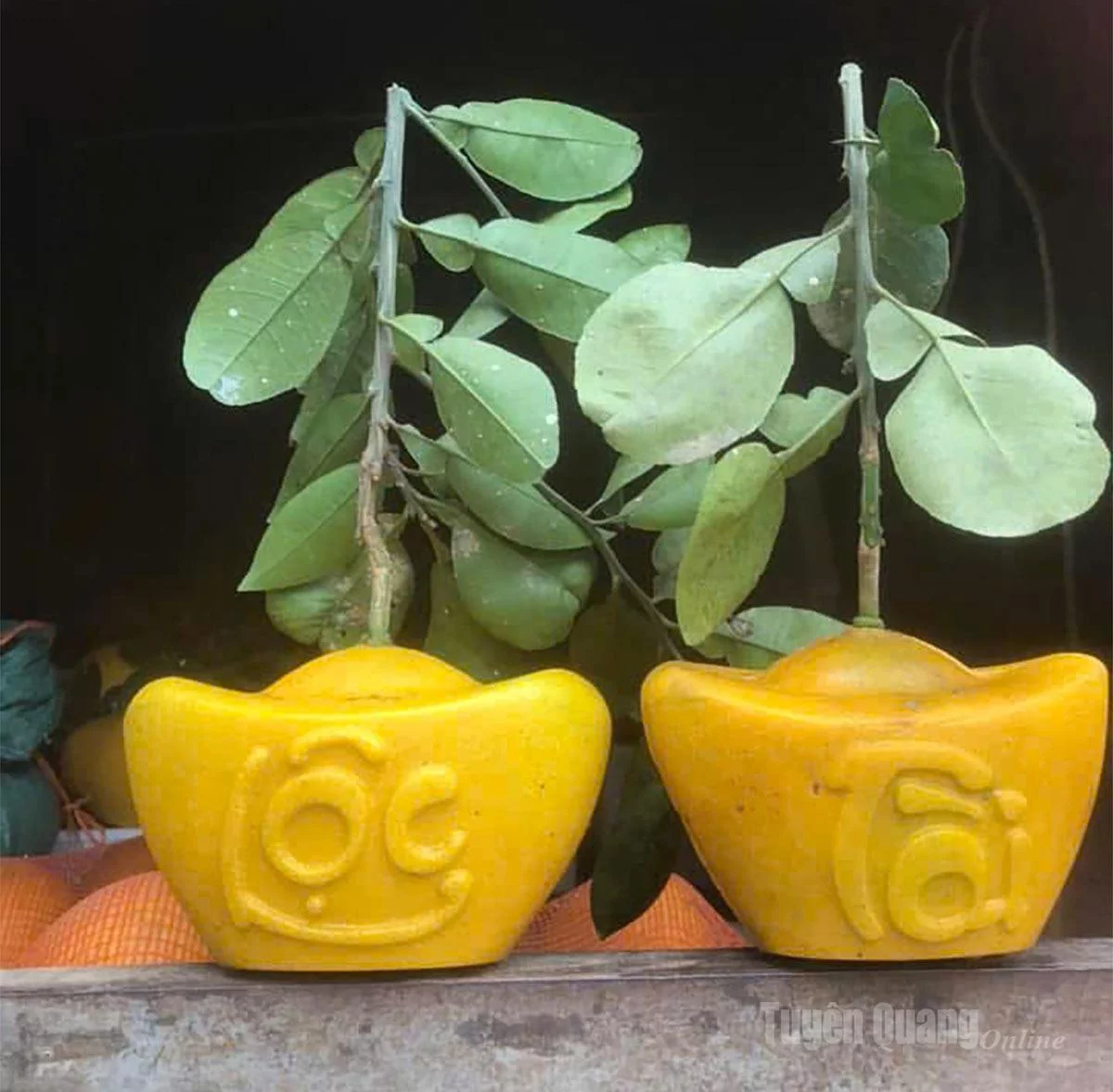 Những quả bưởi được tạo hình từ đôi bàn tay anh Hoàng Văn Nghiệp.