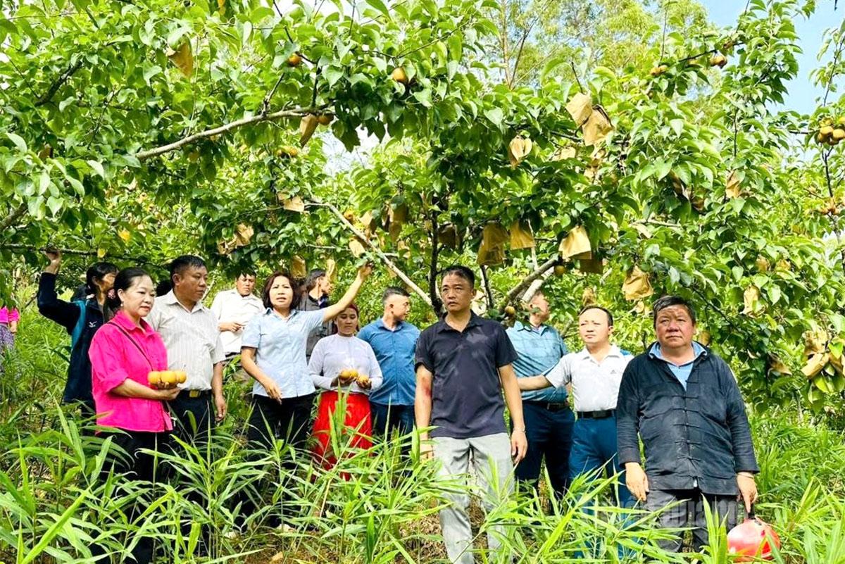 Các đại biểu tham quan mô hình trồng lê của gia đinh ông Trần Minh Chi, tổ 7, xã Đồng Văn