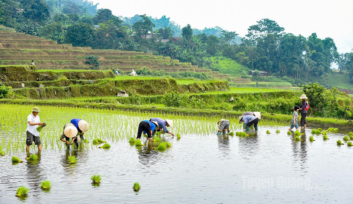 Vụ mùa là vụ chính trong năm, vì vậy người dân xã Hồng Thái tập trung cấy đúng khung thời vụ.