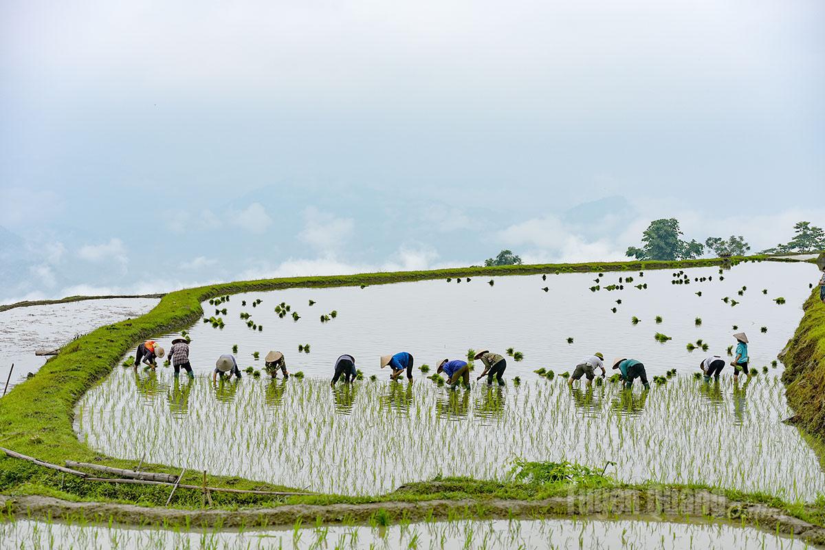Với những thửa ruộng bậc thang người nông dân phải cấy bằng tay.