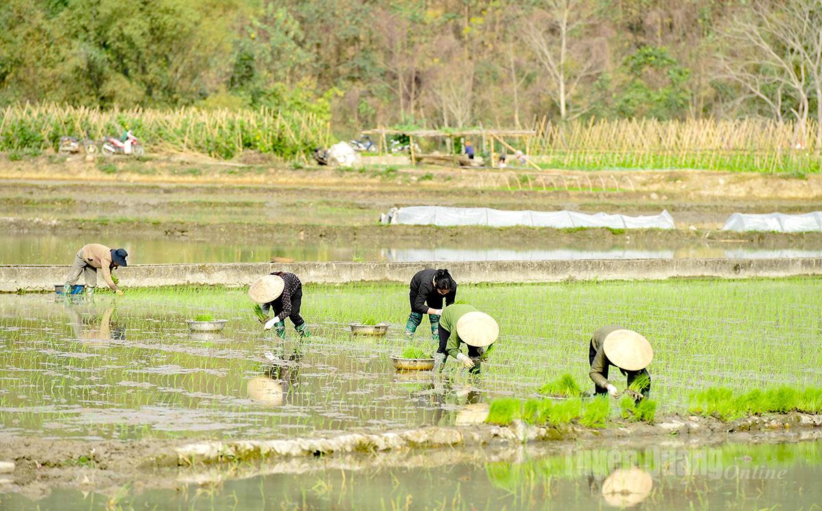 Farmers in Binh Xa Commune are excitedly starting rice transplanting for the new season.