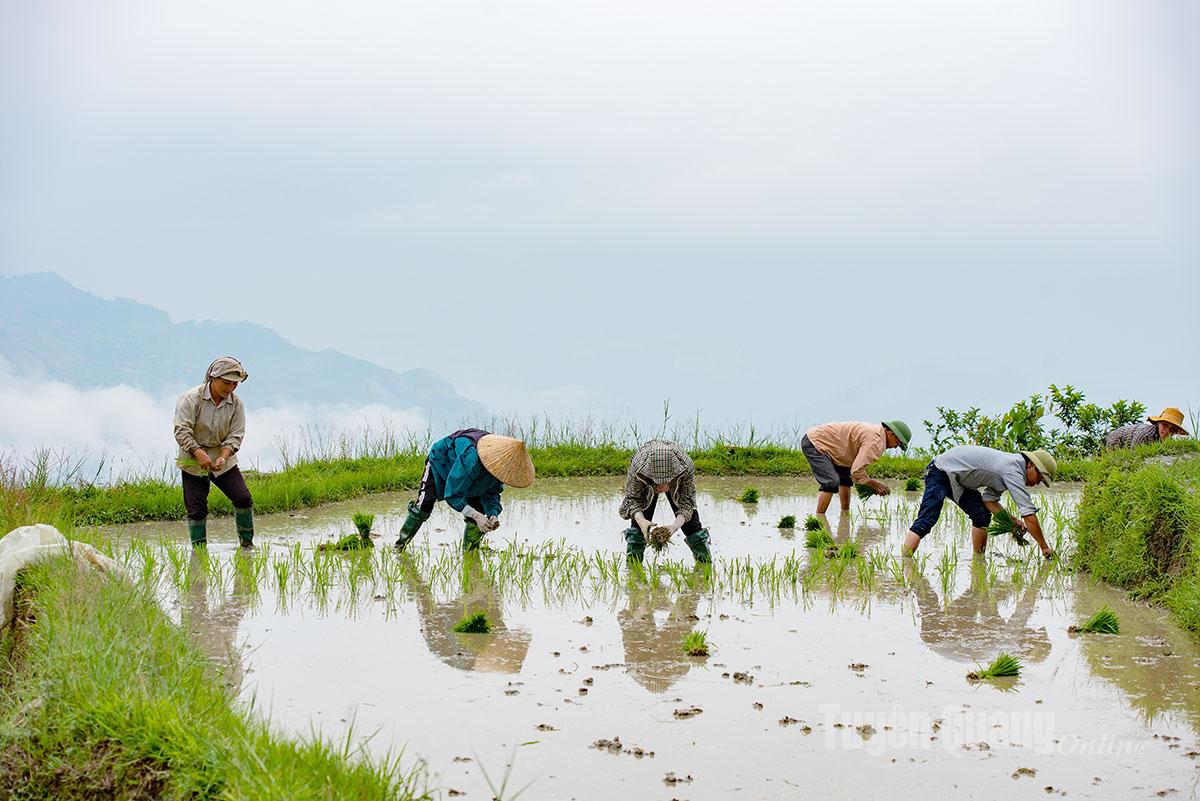 Để kịp tiến độ hoàn thành cấy vụ mùa, người dân phải đổi công.