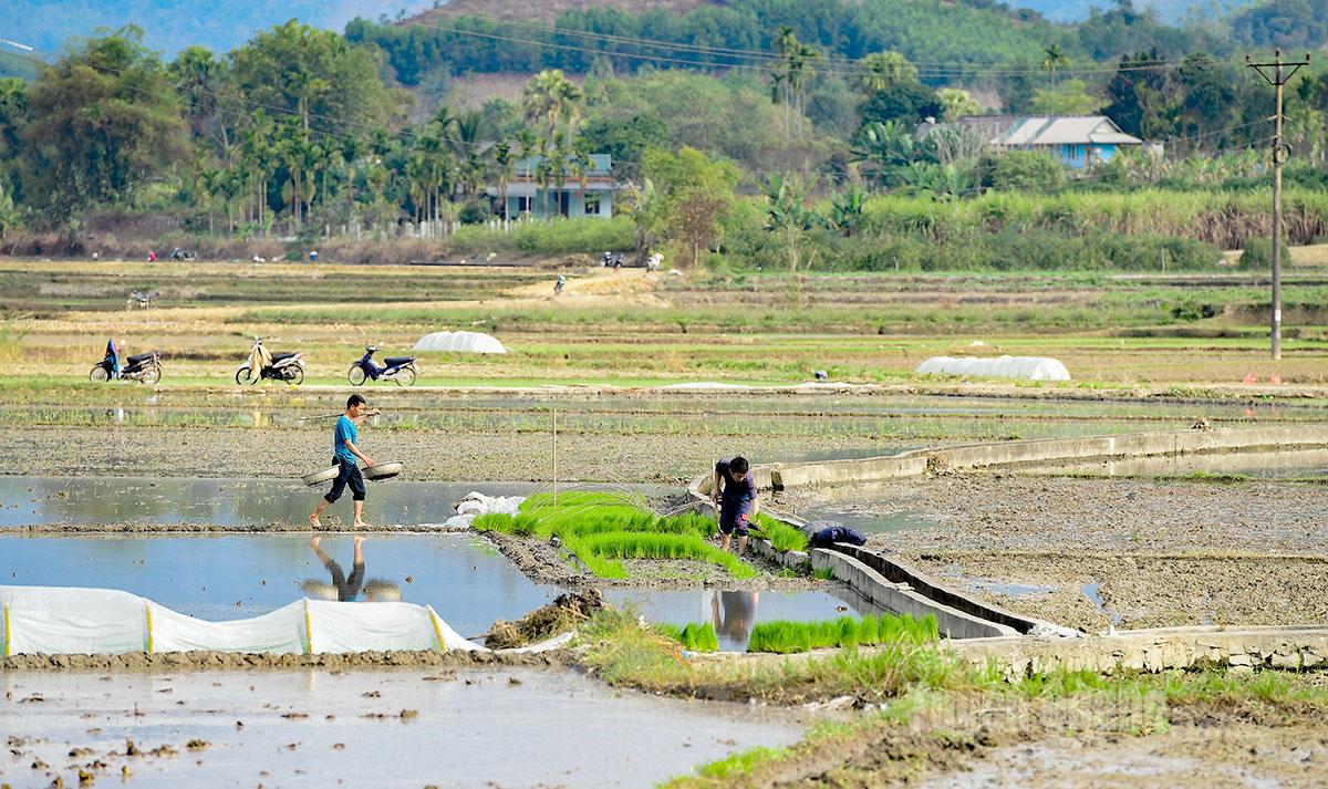 Mạ lúa được gieo ngay tại chân ruộng.