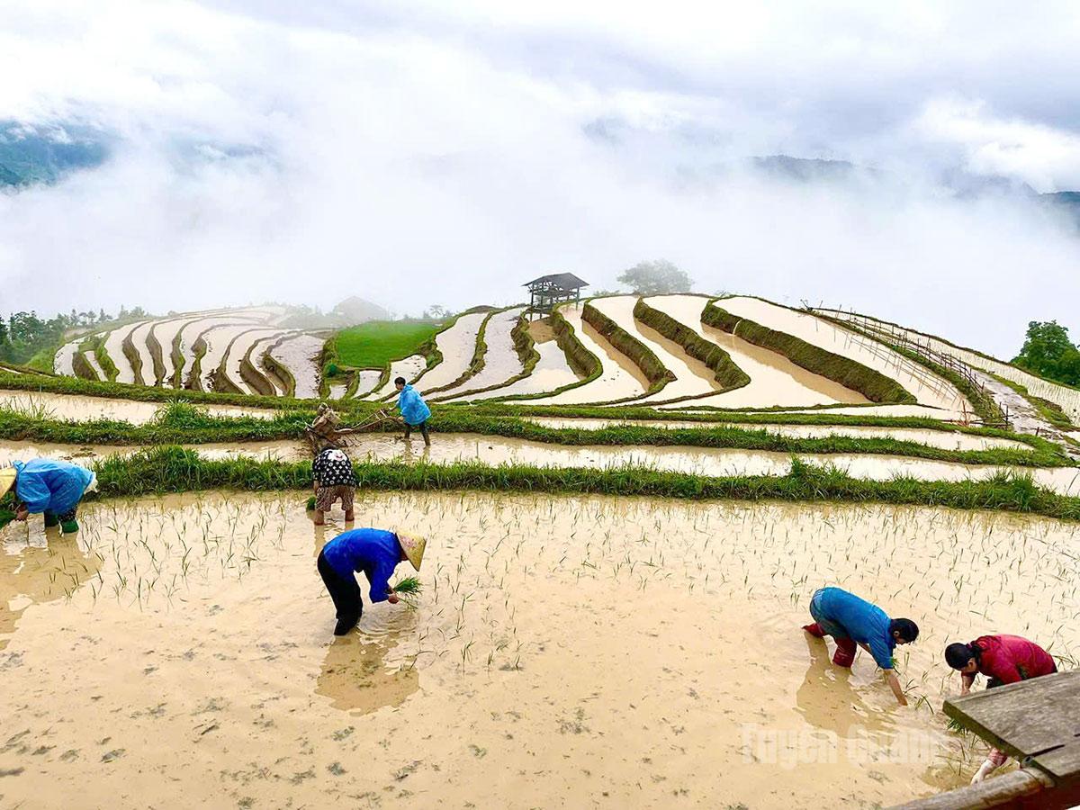 Bà con xã Thông Nguyên làm đất và cấy lúa mùa.