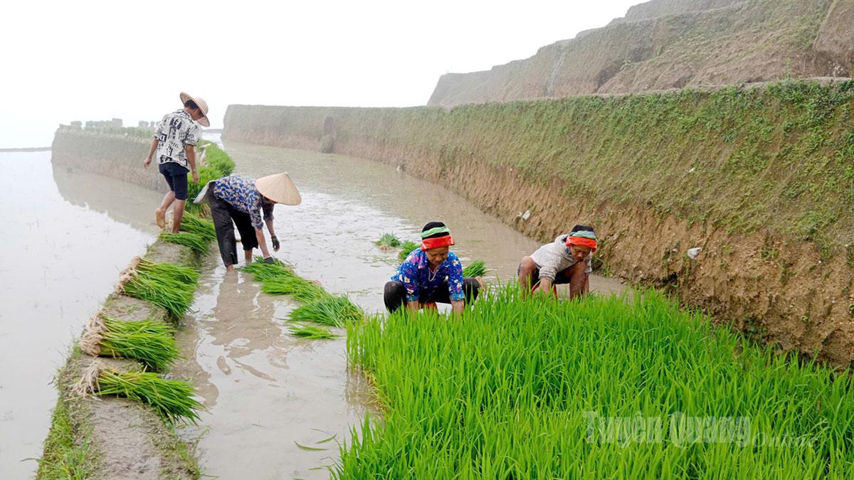 Farmers in Lung Vai village, Ha Giang ward 1, begin to plant rice seedlings in the field.