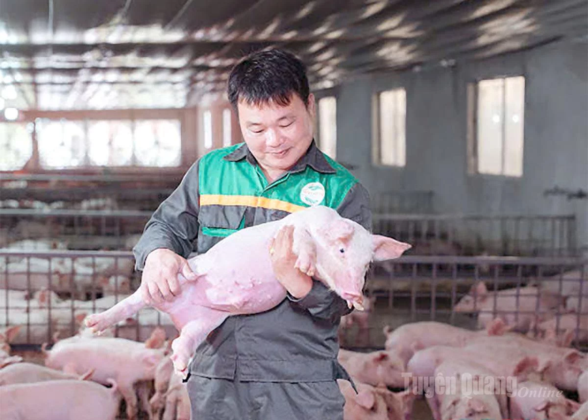Ông Nguyễn Ngọc Sáng kiểm tra lợn giống tại trang trại chăn nuôi.