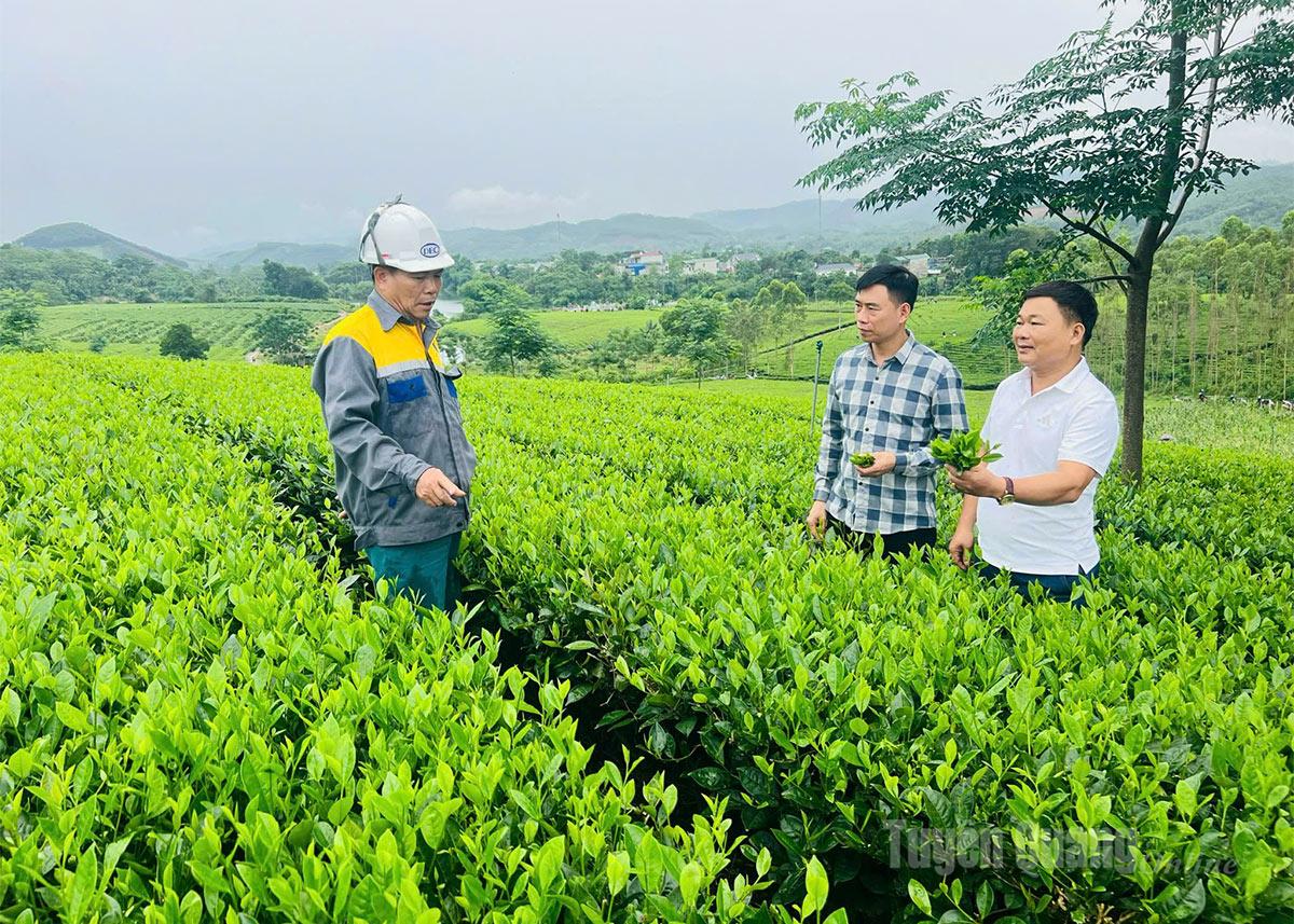 Đại diện HTX Sáng Nhung, HTX chè Làng Bát, xã Tân Thành đánh giá cây chè bón thử nghiệm phân hữu cơ do HTX Sáng Nhung hỗ trợ.