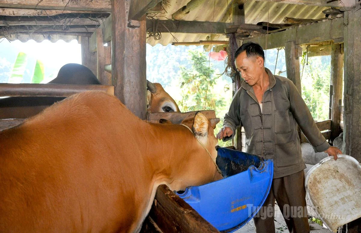 Ông Lầu Chứ Tủa, Bí thư Chi bộ thôn Sủng Cáng, xã Sủng Máng chăm sóc đàn bò của gia đình.