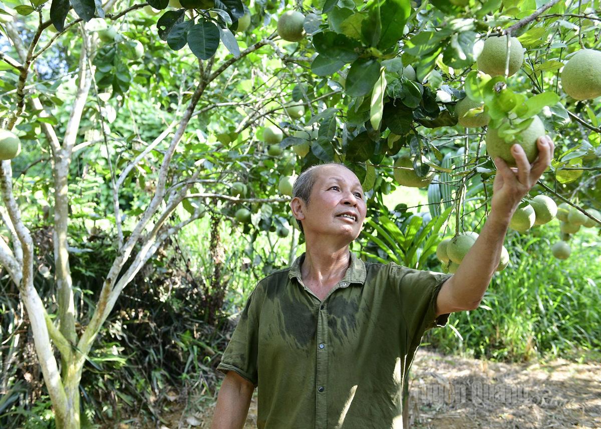 Ông Tạ Quốc Hiến, thôn 
Đồng Hương, xã Chiêm Hóa 
chăm sóc vườn bưởi của 
gia đình.